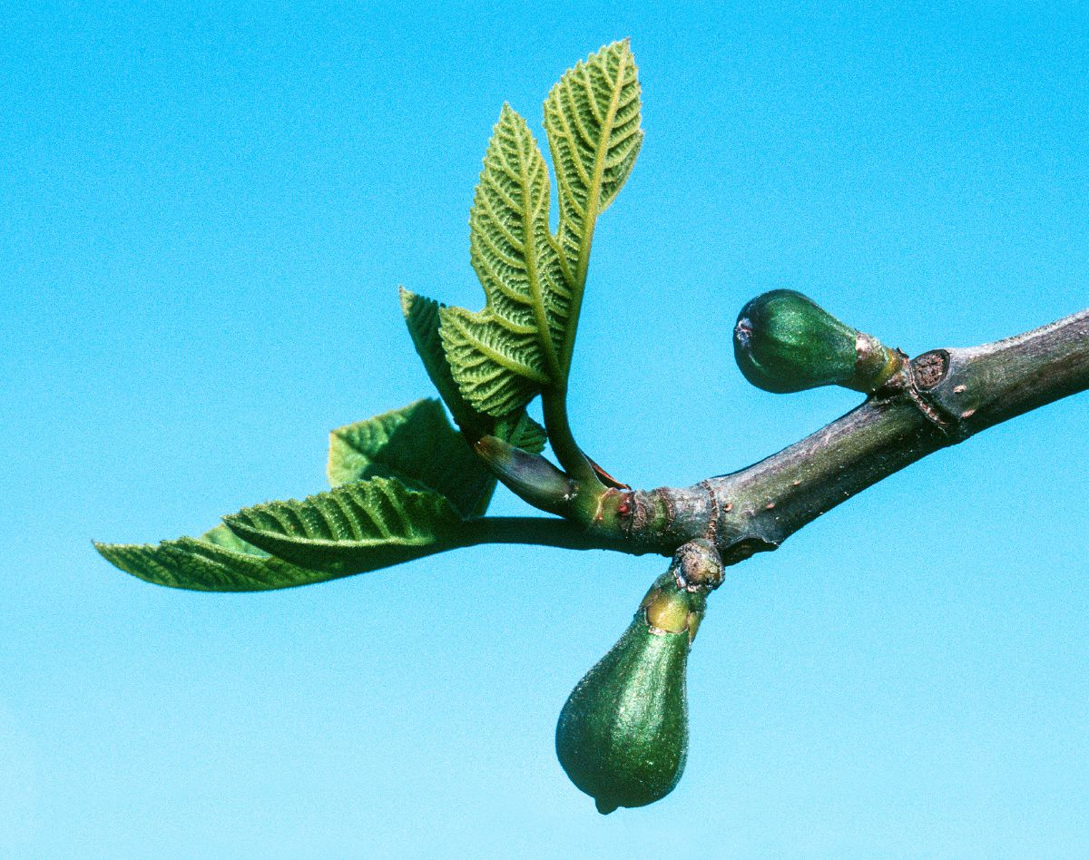 Фігове дерево