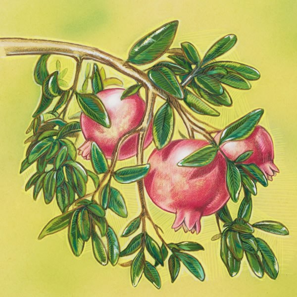 Một nhánh vả ra trái