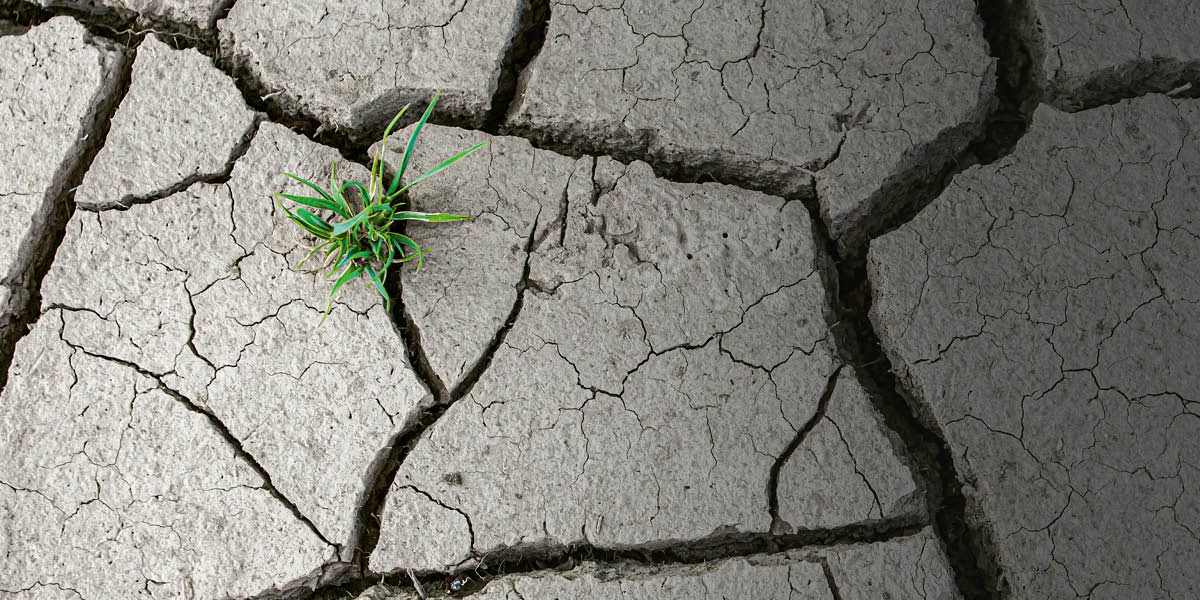 Chỉ một cây sống sót trên một vùng đất nứt nẻ do khô hạn.