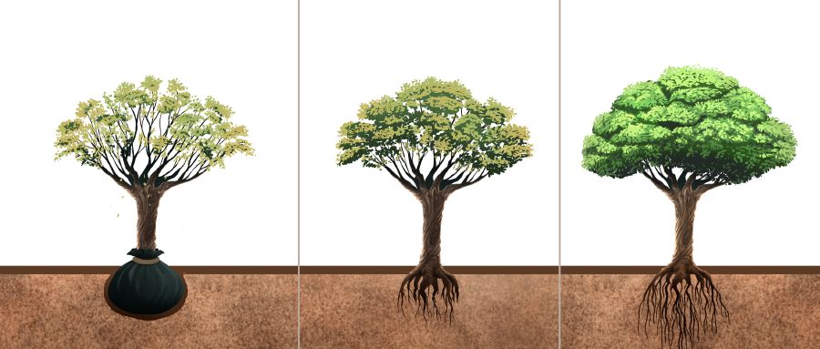 Một cây được di dời dần mọc rễ mới