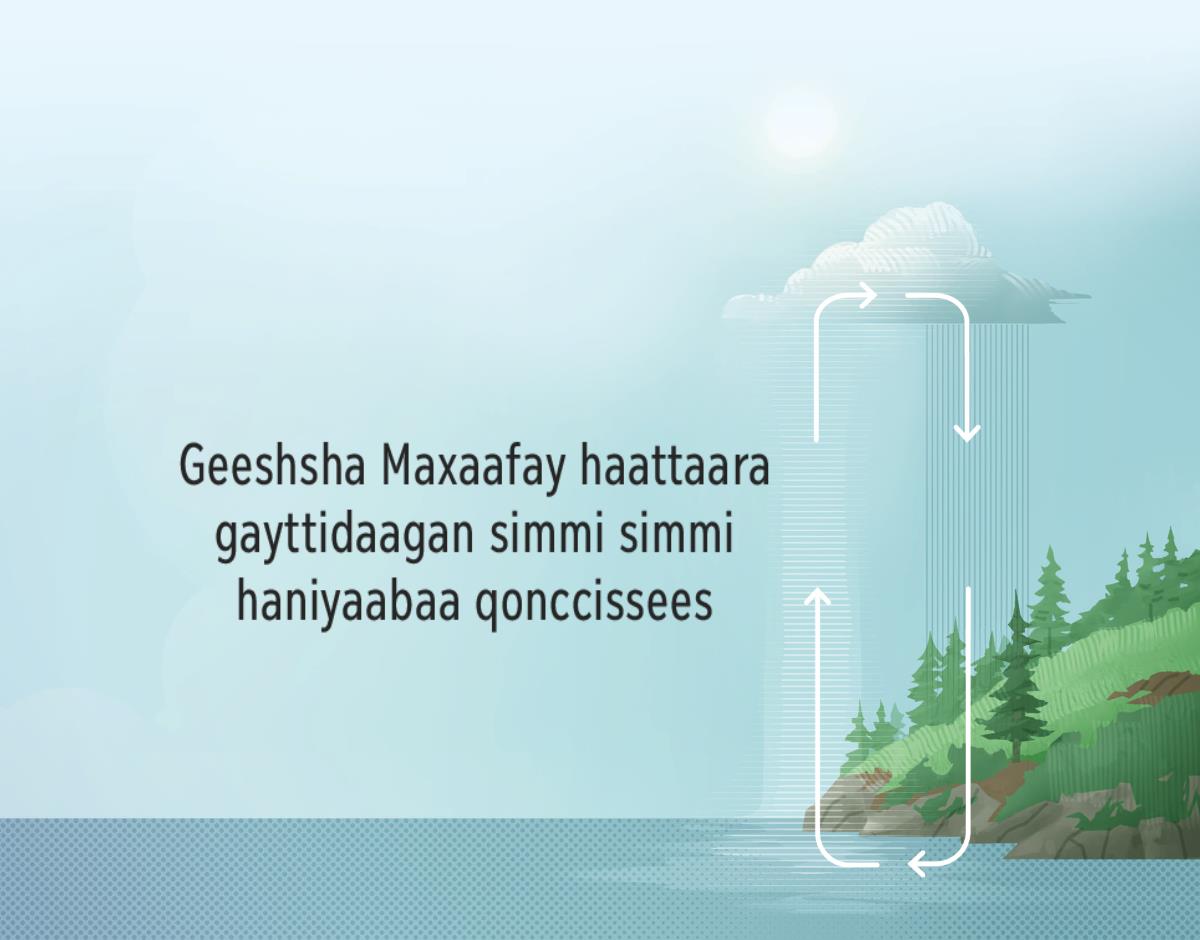 Geeshsha Maxaafay haattaara gayttidaagan simmi simmi haniyaabaa qonccissees. Ginaa bessiya malaatay saluwaanne saꞌaa gidduwan haattay saatee yuuyiyo ginan yuuyiyoogaa bessees.