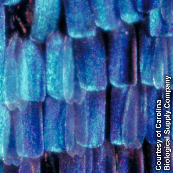 Amaxolo amancinane ebhabhathane ahleli elinye phezu kwelinye