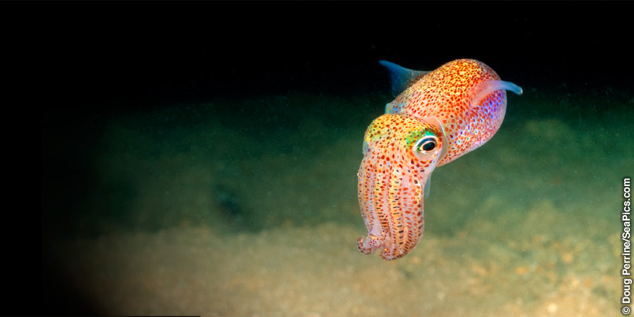 Ibobtail squid yaseHawaii