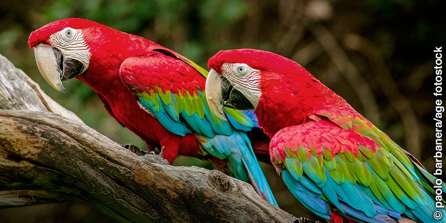 IiGreen-winged macaw