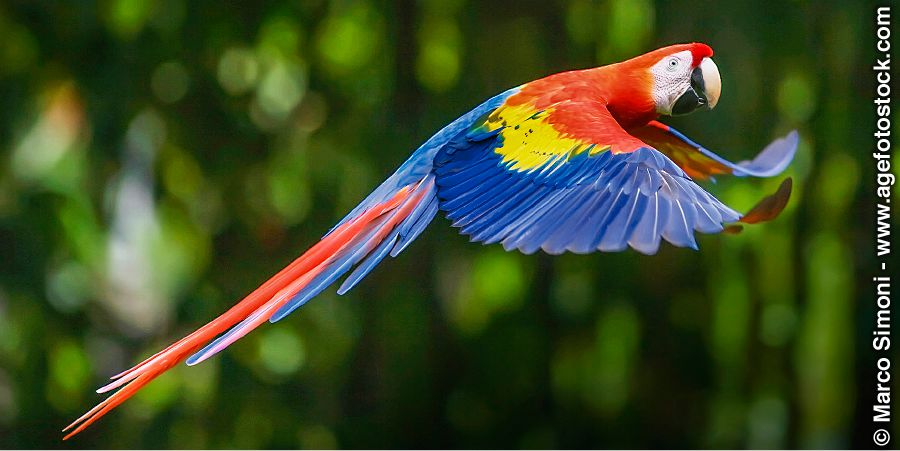 Iscarlet macaw