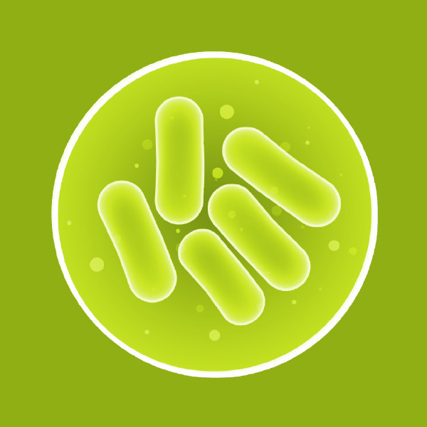 Kòkòrò bacteria