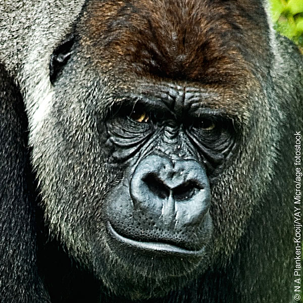 ［第12页的图片］