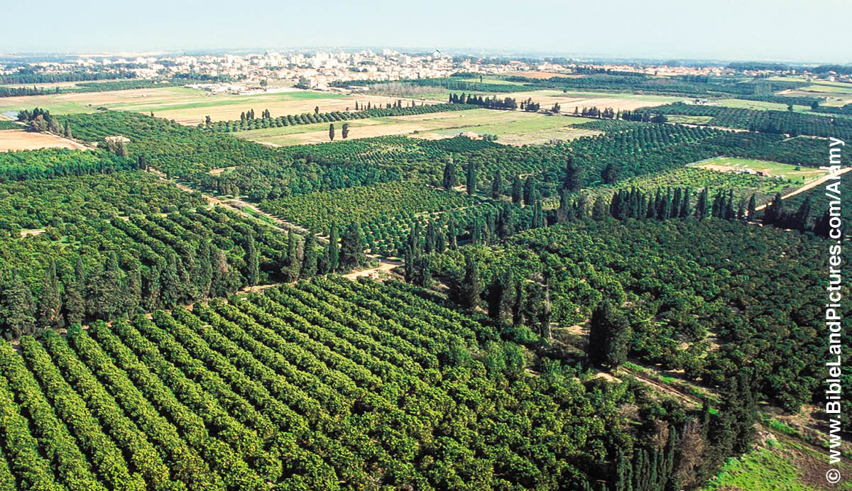 ［第335页的图片］