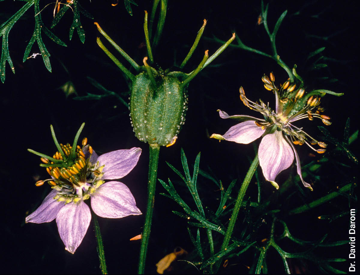 ［第543页的图片］