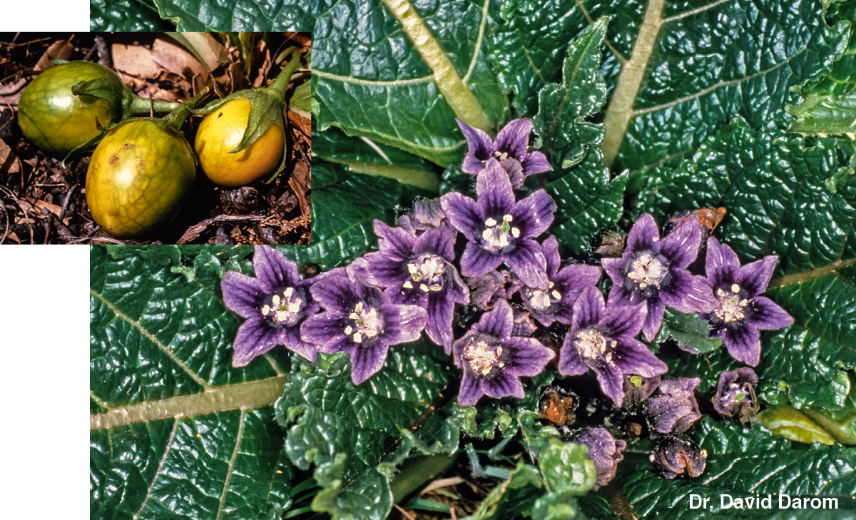 ［第544页的图片］