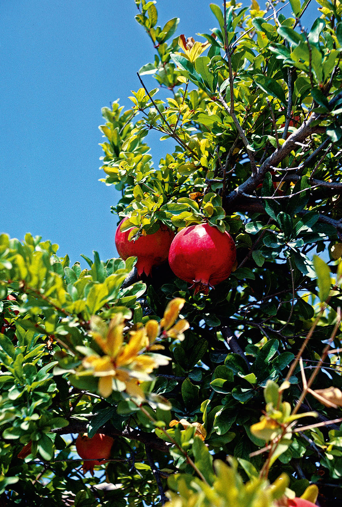 ［第742页的图片］