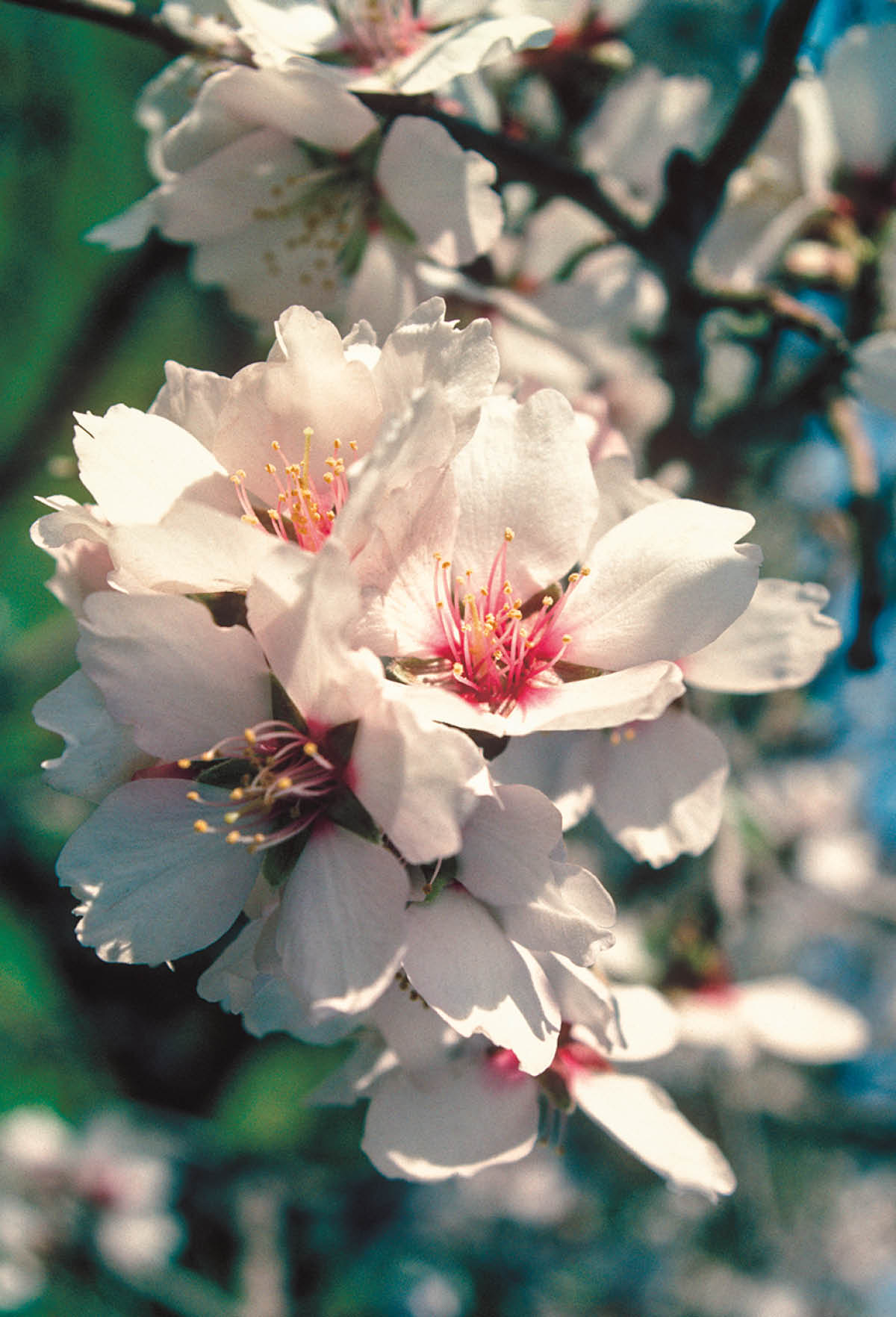 ［第615页的图片］