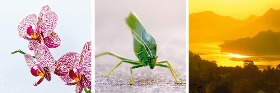 兰花；蝗虫（蚱蜢）；夕阳