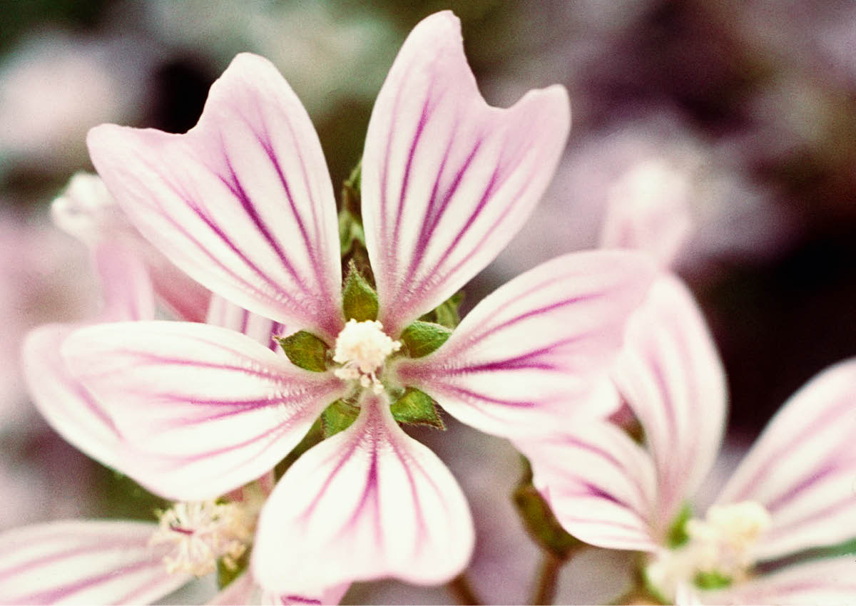 ［第543頁的圖片］