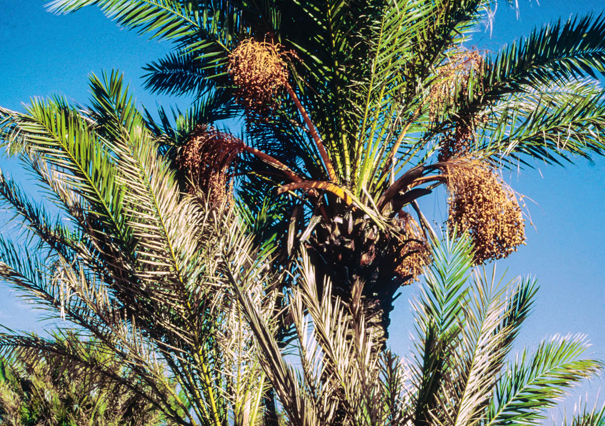 ［第544頁的圖片］