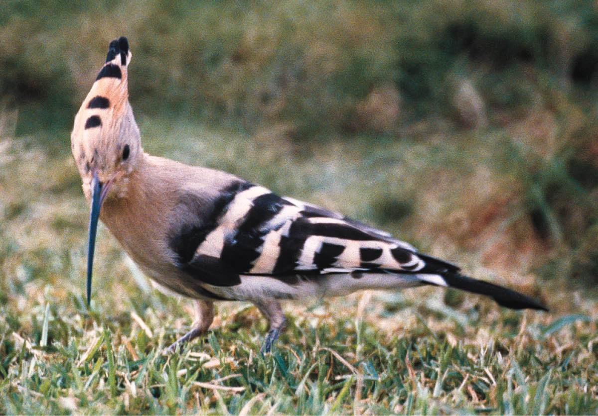 ［第317頁的圖片］