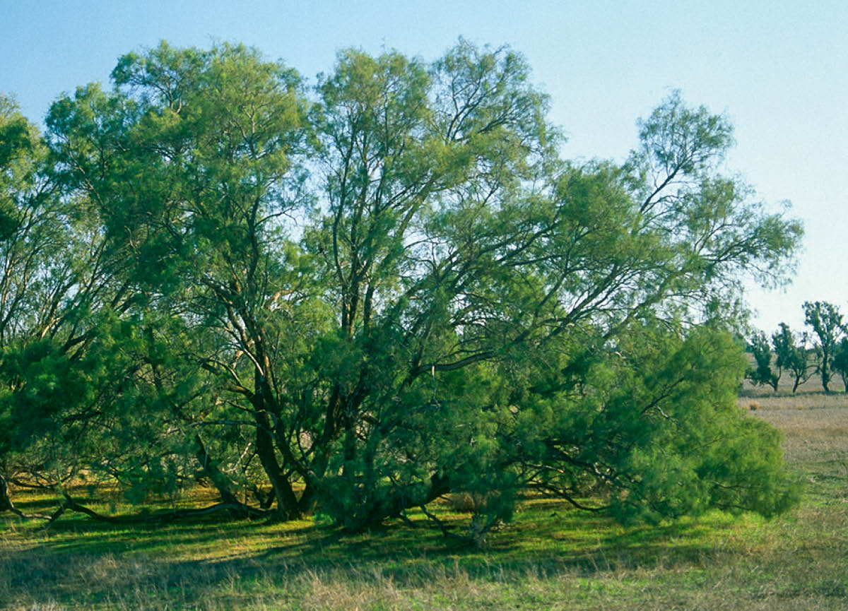 ［第222頁的圖片］