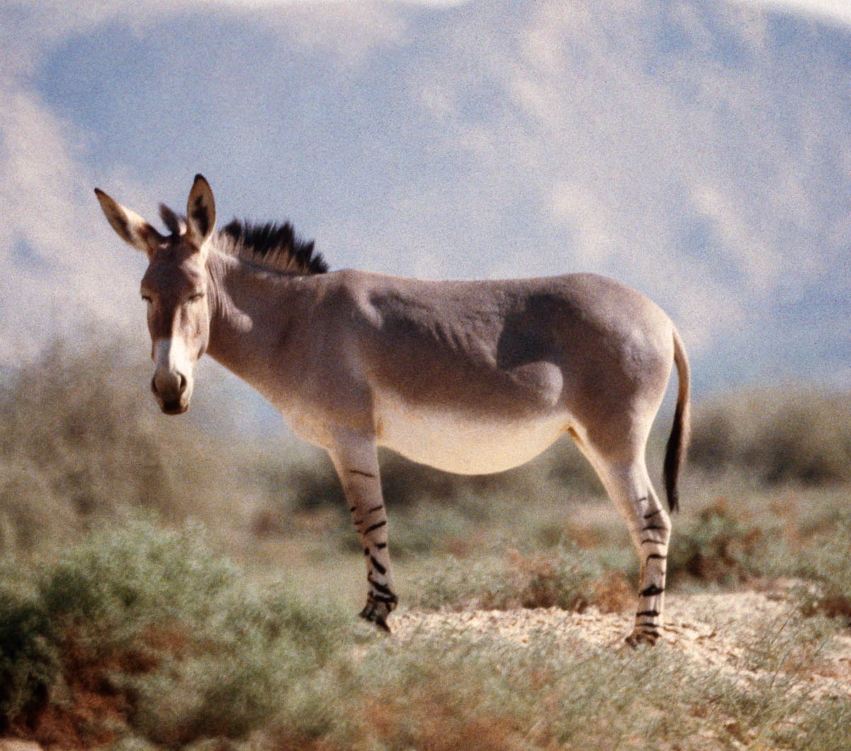 ［第955頁的圖片］